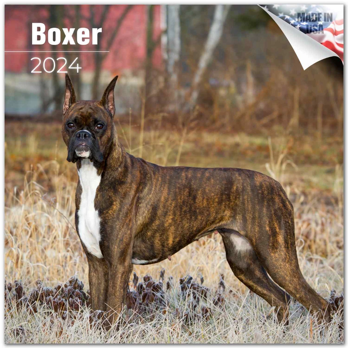 Full size store boxer dog