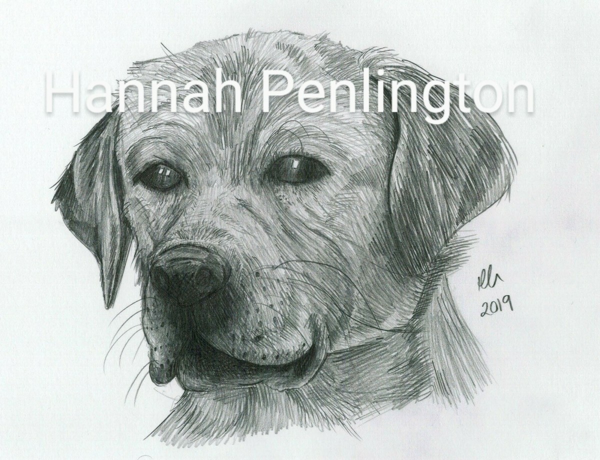 A4 Labrador Dog pet Portrait by Hannah Penlington, pencil drawing