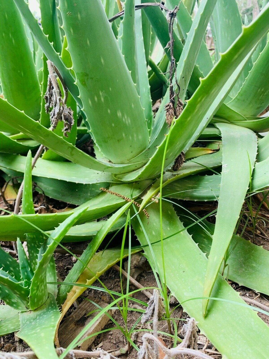 ＡＬＯＥです。 X Large 18