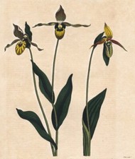 FRAUENSCHUH - "The Cypripedium Calceolus" - kol. Kupferstich 1803