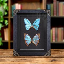 Aega Morpho Butterfly Male & Female Pair In Baroque Style Frame (Morpho aega)