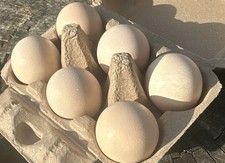 6 Hollow Beige Chicken Eggs - Hand Blown Eggshells for Crafts