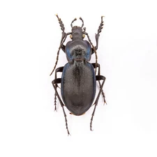 Carabus (Pachystus) hortensis preslii, Carabidae - #00091