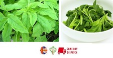 Amaranth - Green Giant 2,000+ seeds 2.5g |  Callaloo