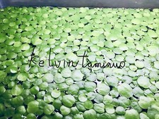 6 small Amazon frogbit Live aquarium/Aquatic/Floating plant/outdoor