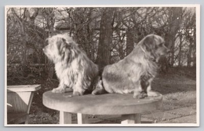Zwei Terrier Rücken an Rücken sitzend auf einem Gartentisch