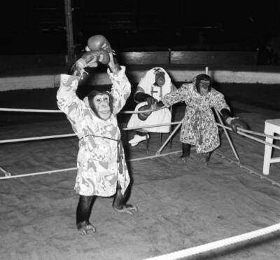 Chimpanzees boxing match at Bertram Mills Circus October 1955 Old Photo