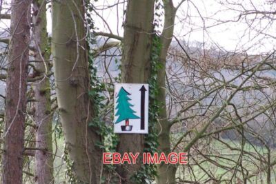 FOTO BÄUME THIS WAY UP (2) NEAR MORE HALL RESERVOIR 2011
