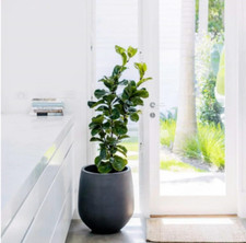 Planter Fiberstone Modern Round Pot Rectangular Black Inch Indoor Large Plant