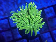 CKL Pineapple Torch Coral Frag WYSIWYG Live Coral