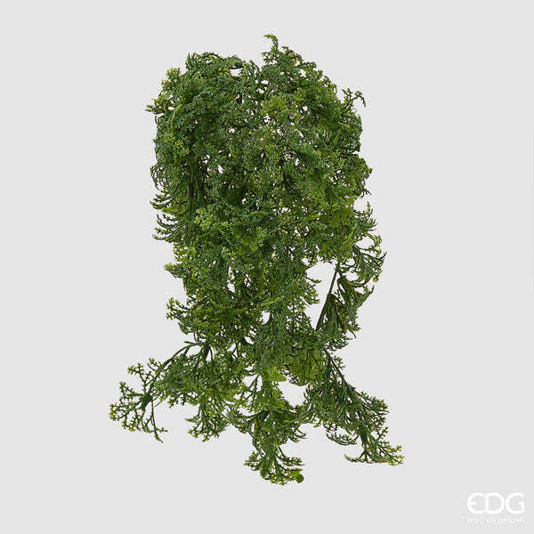 EDG Enzo De Gasperi Muschio Bell Cesp. H20 B9 Light Green