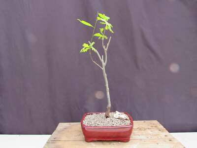 bonsai tools japan Wazakura (Japan) 3pcs Bonsai Garden Tool Starter Kit – bonsai-inc