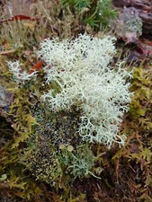 Sustainably Sourced Live Reindeer Moss Lichen Cladonia 10 x 10cm 25g