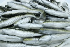 5" Reel Shad Paddle Tail Swimbaits Soft Plastic Bass Walleye Fishing Lure