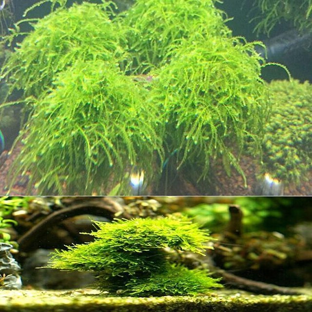 Decorations Aquarium Decoration Diy Submerged Moss Ball For