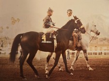 1981 Photograph of Racehorse John Henry when he won the Jockey Club Gold Cup