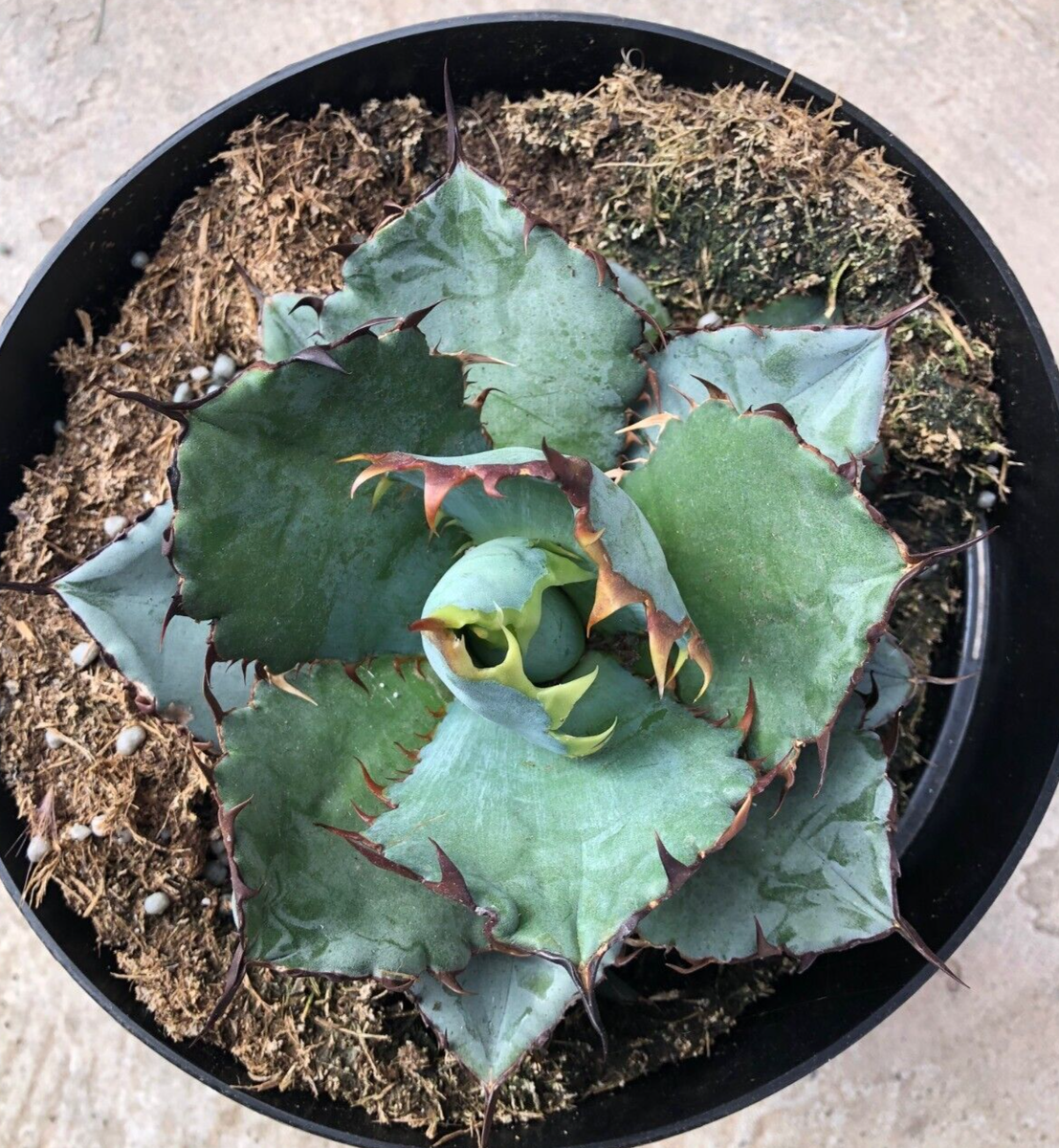 Agave Titanota 'Black and Blue', Currently In 8” Container | eBay