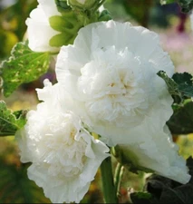 Hollyhock CHATER'S DOUBLE WHITE Peony Flowered Blooms Biennial Non-GMO 25 Seeds