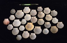 Lot of 29 FOSSIL scallop Shells Medium size 1.375" - 2.5" good for crafts