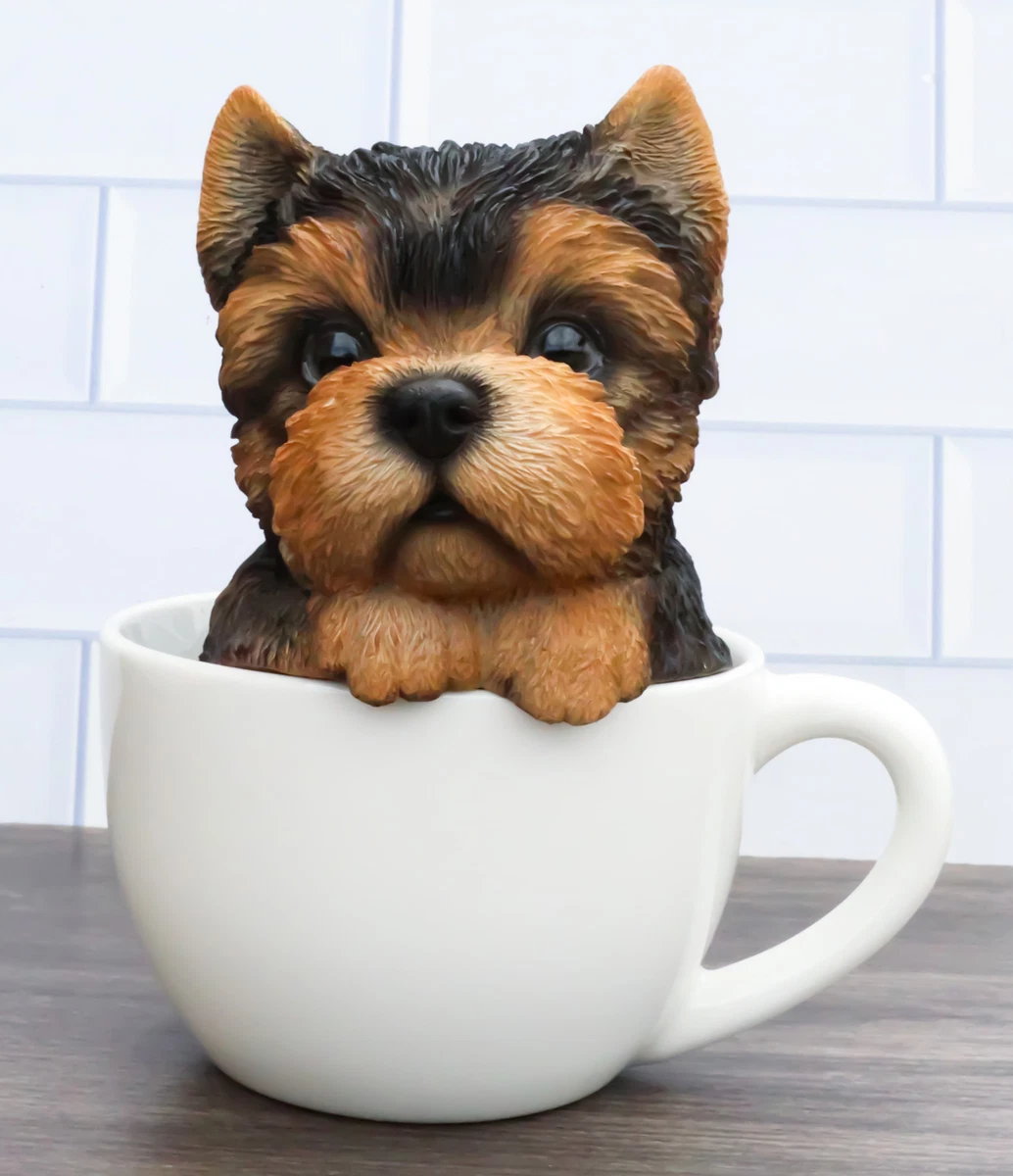 Adorable yorkie sales