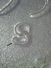 1950-S Lincoln Wheat Cent RPM S/S   #15 - Gem BU