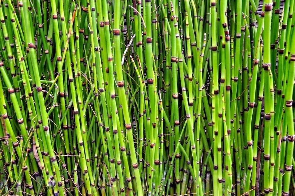 Esquejes de plantas de cola de caballo para crecer - Equisetum - Gran característica acuática, estanque Koi Foto 2 de 4