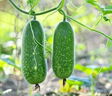 15+ Organic Hairy skin gourd seeds Fuzzy melon Wax gourd Hairy melon Moqua USA