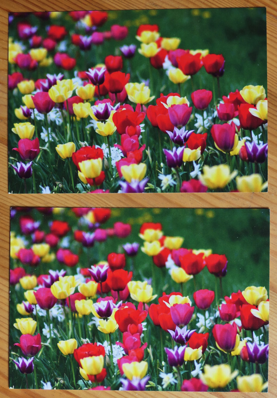 2 Postkarten_bunte Tulpen_Tulpenfeld_Frühling_Ostern_Danacards_neuwertig_