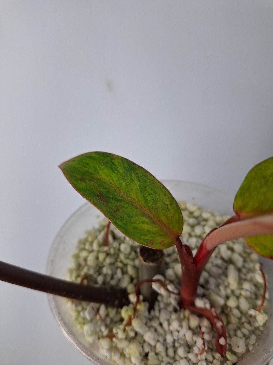 buy monstera plant Monstera Plant, Split Leaf Philodendron For Sale & Care Tips Medium / Eco Pot / Earl Grey