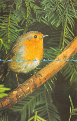 R476530 Robin Robins are very aggressive birds J Salmon Cameracolour