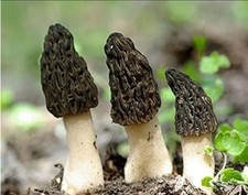 RARE 4 Pack Black Morel Mushroom - Garden Grow Kit - Organic - Spawn - Starter