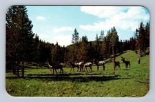 CO-Colorado Group Of Elk In The Mountains Vintage Postcard
