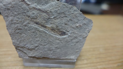 GEOLOGICAL ENTERPRISES Cretaceous FISH FOSSIL Sarinoides minor, Lebanon - Picture 1 of 5