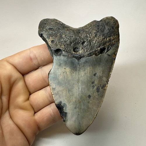 Megalodon Shark Tooth 4.16 Inch - Unique - Natural Fossil - Real Teeth 19653 - Picture 8 of 8