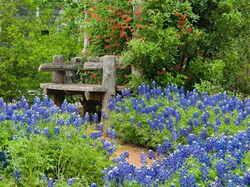 110+ TEXAS BLUEBONNET BLUE LUPINUS FLOWER SEEDS / LUPINE / HEAT DROUGHT TOLERANT - Picture 6 of 6