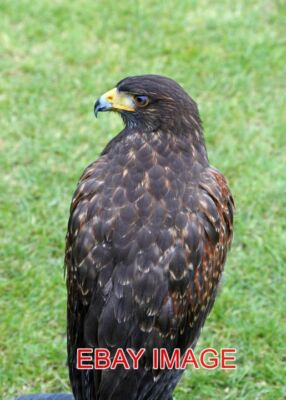 PHOTO  HARRIS HAWK ANOTHER ANGLE ON JASPER THE HARRIS HAWK WHO KEEPS THE ROOFTOP
