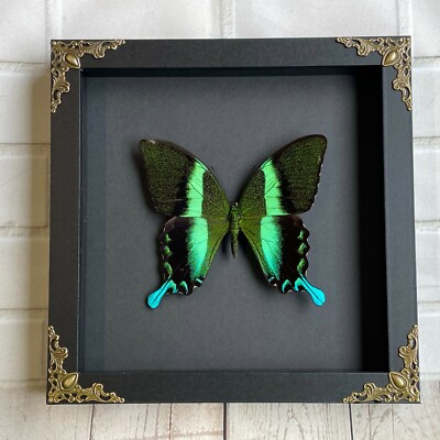 Grüner Pfau Schwalbenschwanz Schmetterling (Papilio blumei) Barock Kasten Vitrinenrahmen