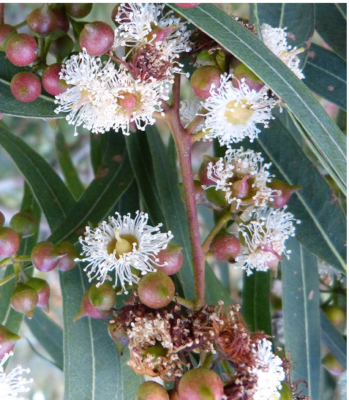 knstlicher eukalyptus baum Knstlicher Eukalyptus