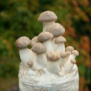 mushroom oyster king farm kit root growing log pounds