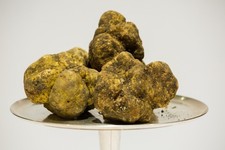 tartufo bianco fresco Tuber Magnatum Pico. 160 grammi prima scelta.
