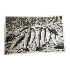 Salmon Harvest Unspecified Area Alaska RPPPc 1950s