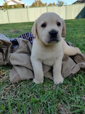 Toplevel Purebred Labrador Puppies Puppy Sydney Area Dogs Puppies Gumtree Australia Auburn Area Auburn 1255404672