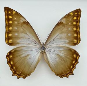 Morpho Theseus | eBay