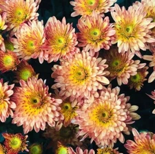 Strawberry Butter Mum Chrysanthemum Seeds 200+ Seeds Mum Flower, Flower Seeds