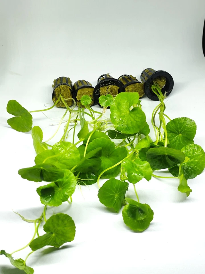 Hydrocotyle Leucocephala - Lote 5 Macetas! (Planta Natural Acuario) - Imagen 4 de 4