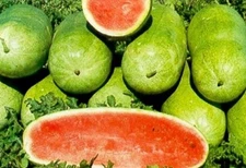 Charleston Gray Watermelon Seed - Red Flesh Heirloom Melon Seeds (3.0gr to 30gr)
