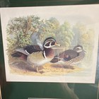 Vintage 1981 South Carolina First of State Migratory Waterfowl Stamp Print — photo 2