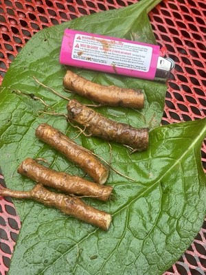Bocking 14 Comfrey Root Cuttings 5 Large Fresh Roots Permaculture Garden
