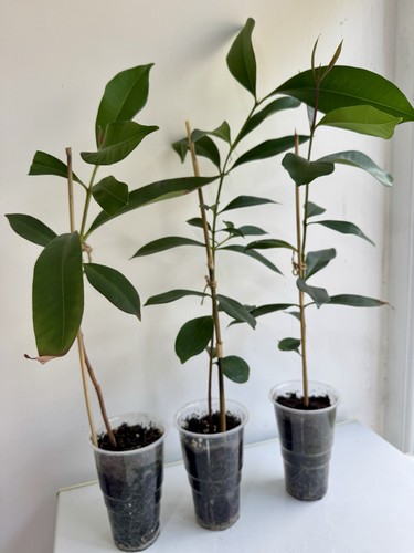 π³ Healthy Jamun/Java Plum Saplings in Clear Cups - 1 Plant π³ - Picture 2 of 7