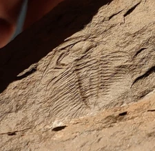 Colorful Eccaparadoxides pradoanus Trilobite, Middle Cambrian, Murero Fm. Spain